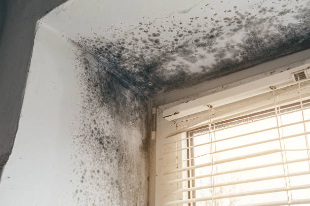 Affordable Attic Mold Remediation solutions in Aspers, PA